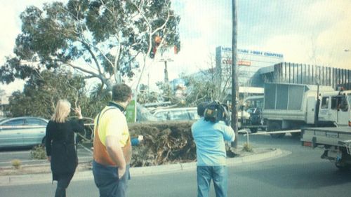 A large tree fell on top of around four cars this afternoon outside Mountain High shopping centre, Bayswater. (Source: Katie Smith)