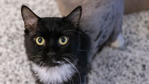 Tickles is a Domestic Short hair and is available to adopt from the AWFQ Gold Coast's rehoming centre