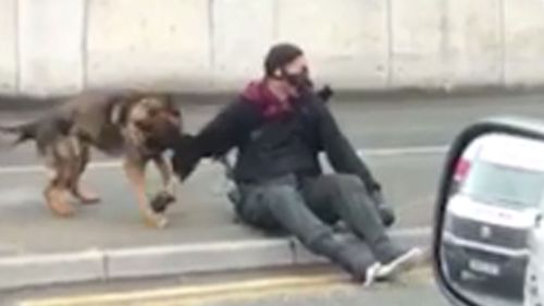 A police dog tackled him to the ground and clamped down on his right arm, causing minor injuries. 