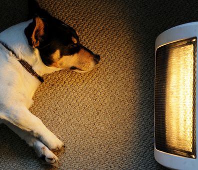 A Jack Russell sleeps in front of the warm glow of a heater. Dog sleeping in front of heater. dog at home. dog in winter.