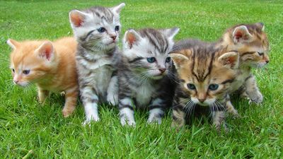 Top four names for female cats