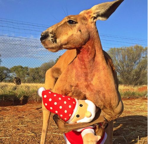 The roo is followed by almost 300,000.  (The Kangaroo Sanctuary/ Facebook)