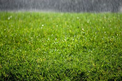 Garden backyard front yard outdoor rain