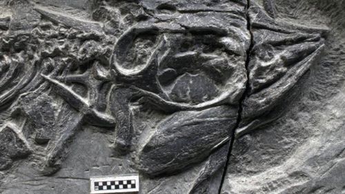 Only one fossil of Cartorhynchus has been recovered so far.