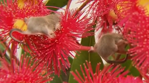 Two baby sugar gliders have been rescued from Queensland bushland,