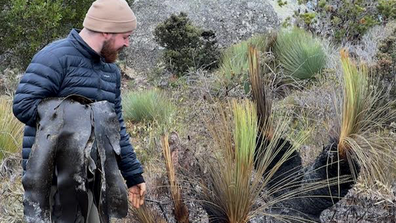 Holding armfuls of bull kelp, which will be used to make water carriers, Cody Gangell inspects regrowth after a Cultural Burn.