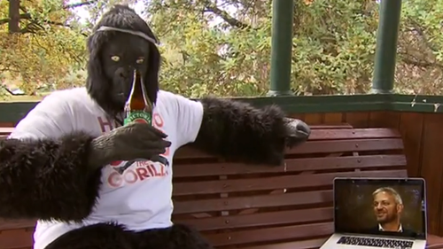 Hammo the gorilla lifting spirits in regional Victoria during lockdown 4.0