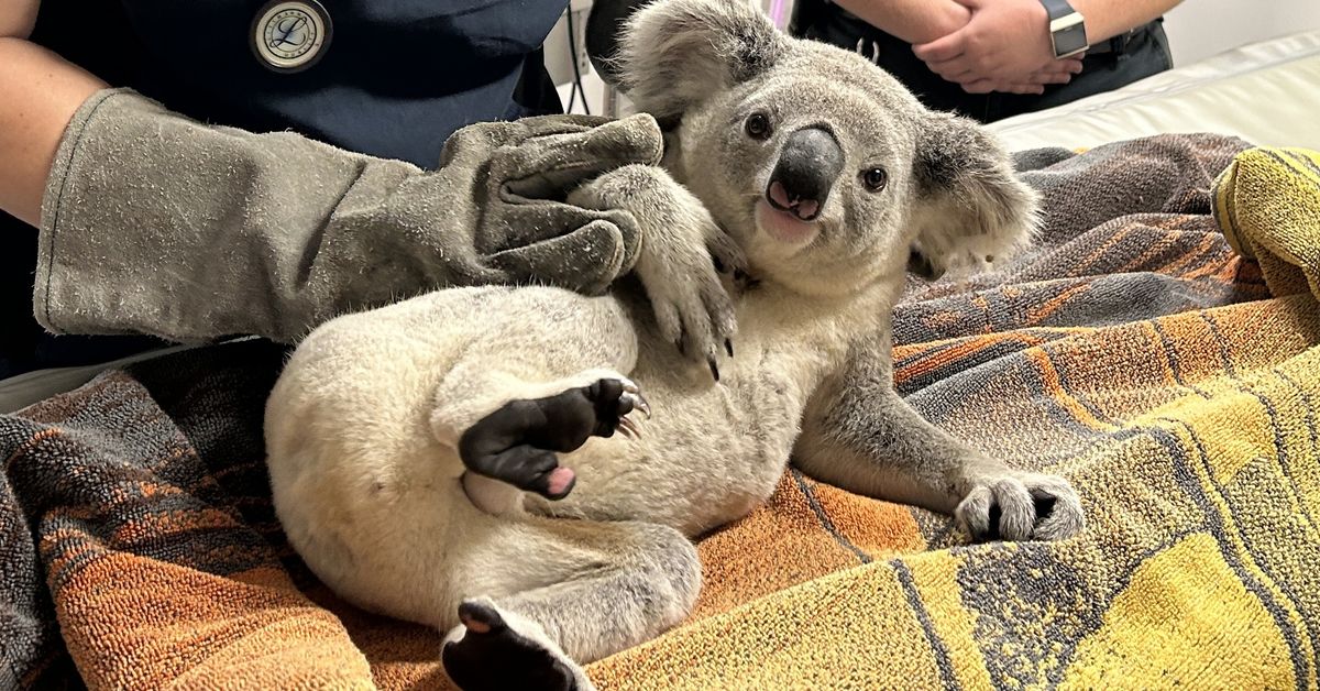 ‘Perplexing’: Koala rescued from city road sign