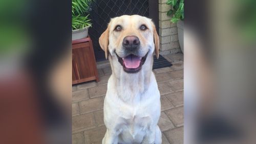 Labrador "Luna" was allegedly stabbed by a stranger while she was being walked in a Perth park. (WA Police)