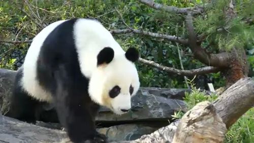 Adelaide Zoo's giant panda Fu Ni could be pregnant after a series of artificial inseminations.