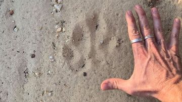 Giant &#x27;paw print&#x27; discovered by Blue Mountains Explore.