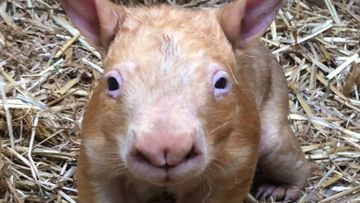 New Southern Hairy Nosed Wombat 