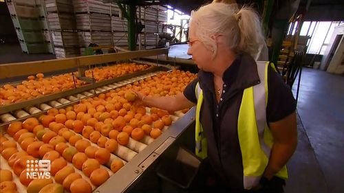 Farmers dumping tonnes of citrus fruit due to labour shortages