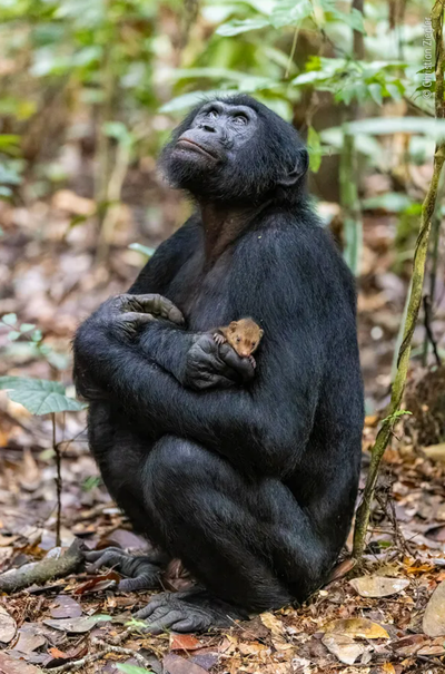 Christian Ziegler's submission to Wildlife Photographer of the Year