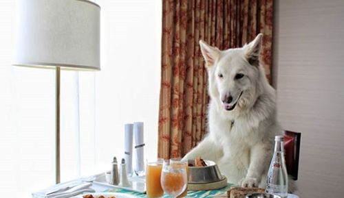 Even luxury hotels like the Fourth Seasons have dog-friendly policies in many parts of North America.
