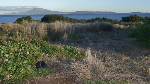 The Chappell Island tiger snakes are found throughout the Furneaux Group but Chappell Island is home to a "dense population".