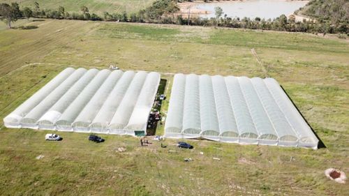 Raids uncovered 11,795 cannabis plants. (Queensland Police Service)