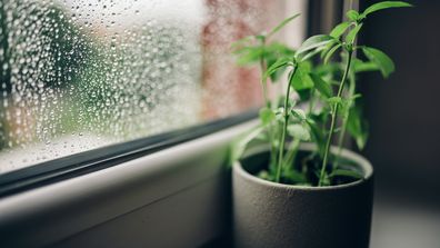 Gardening plants rain