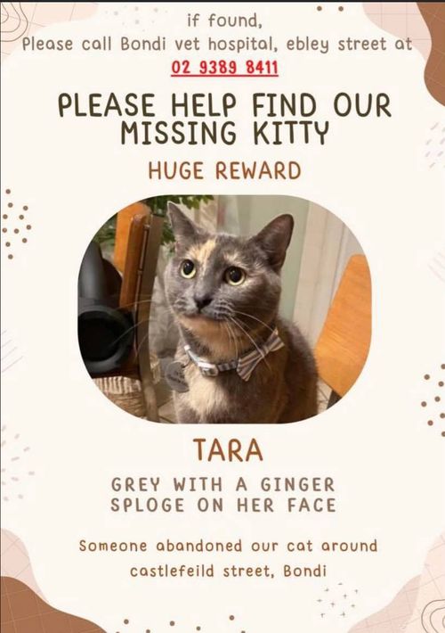 Katie Matthews and Bernardo Matuck from Queens Park near Bondi, took their cat, Tara, to Bondi Junction Vet Hospital to be cared for while they both went to see their families overseas.But in a text message this week, the vet confessed there had been a mix-up - and Tara was now missing.
