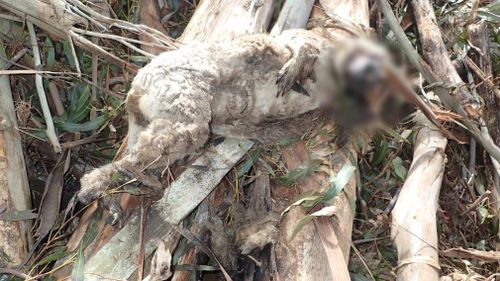 The koala was found dead in a logged forest in the Acheron Valley. (Supplied)