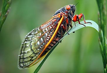 Which term denotes the exoskeletal structure cicadas use to produce sounds?