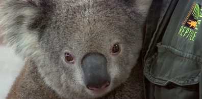 The koala population in Port Macquarie has been particularly hard hit by the fires. 