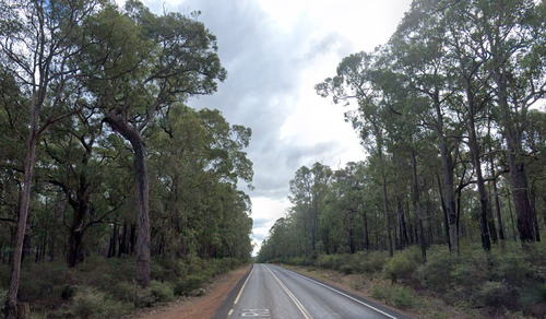 Bushland in Mornington in Western Australia.