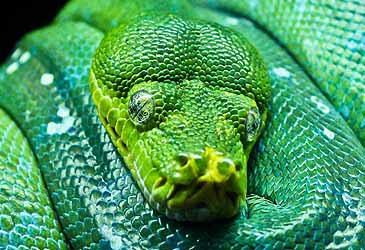 Emerald tree boas are endemic to which continent?