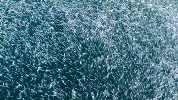 Salmon feeding frenzy captured on camera off SA coast