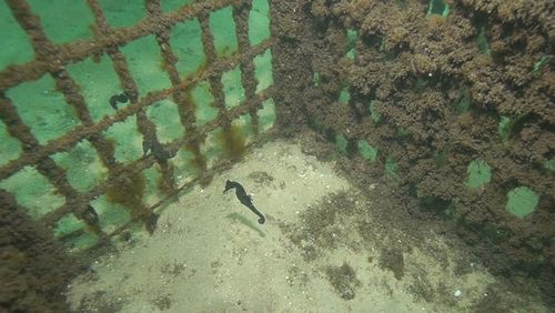Deep below the surface of the water on Sydney's North coast are a host of seahorse hotels.