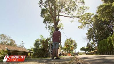 A monster gum tree's still standing on the NSW Central Coast.