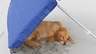 Dog shaded by beach umbrella