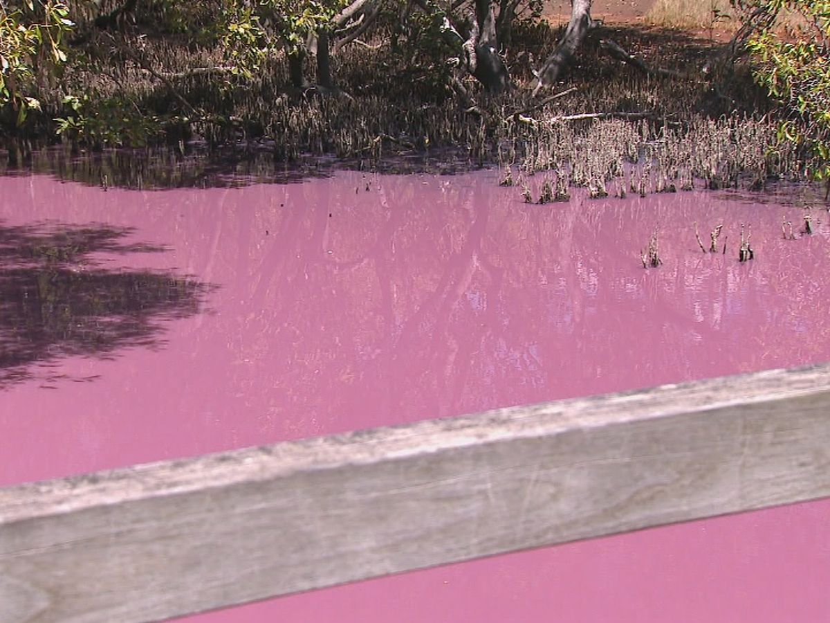 Queensland's Boondall Wetlands turns pink due to algae