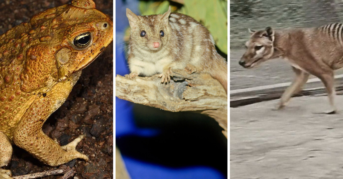 Tassie tigers and toad war: De-extinction giant's Aussie projects