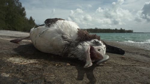 Filmmaker Chris Jordan has spent years chronicling the impact of pollution on wildlife. Picture: Chris Jordan