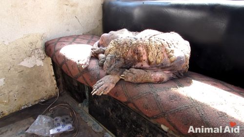 The dog was covered in scabs and suffered extreme mange. (Animal Aid Unlimited)