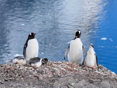 Antarctica penguins