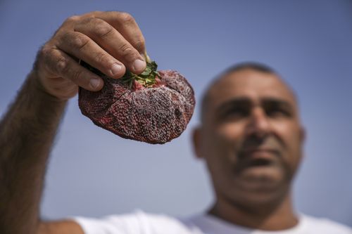 Israeli farmer Chahi Ariel holds a 289 grams strawberry in Kadima-Zoran, Israel, Thursday, Feb. 17, 2022. The Guinness Book of World Records this week declared the titanic berry the largest on record. The strawberry was grown on Ariels farm near the city of Netanya in central Israel in February 2021, but was only confirmed as the heaviest on record a year later. (AP Photo/Ariel Schalit)