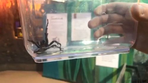 A screen shot of a funnel-web spider being prepared for venom milking.