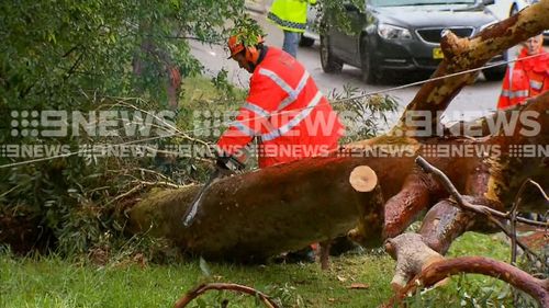 SES works to clear the fallen gumtree.