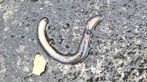 A worm lingers on a wet footpath after a night of heavy rain.