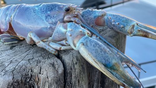 Lobsterman Bill Coppersmith, who has been fishing for 40 years, caught the lobster, which was named Haddie after his granddaughter. 