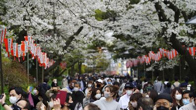 Experts say climate change is the likely cause. (AP Photo/Eugene Hoshiko)