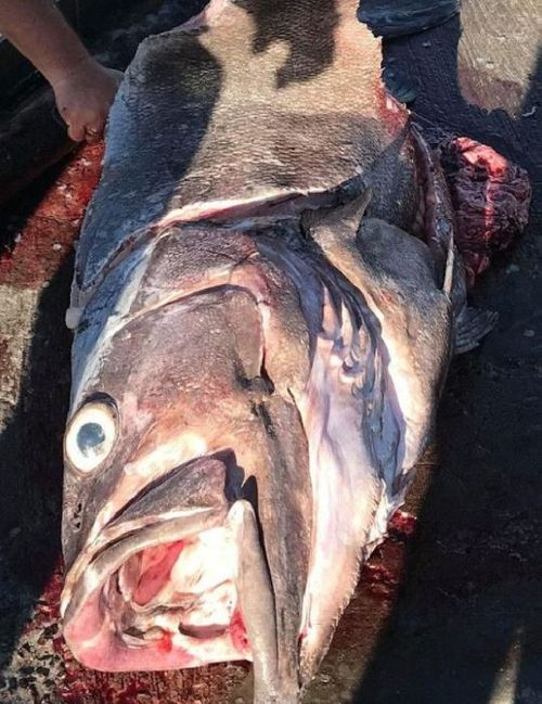 The 68-year-old had no idea she was reeling in a 62kg fish that was even taller than her. (Facebook / Reel Force Charters)