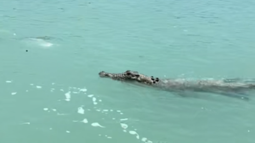 The croc went straight for the fish Isla was trying to reel in.
