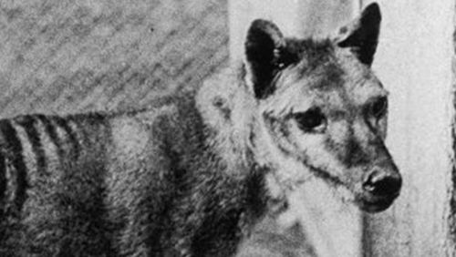 Tasmanian tiger may not be extinct