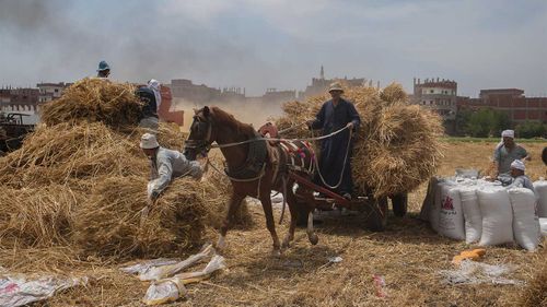 With supplies from major wheat exporter Ukraine uncertain, countries like Egypt are desperately trying to increase their local supply.