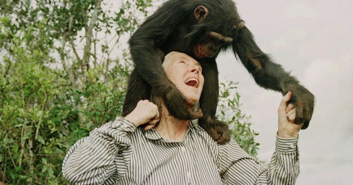 Jane Goodall Death: Chimp Expert, Legendary Activist Jane Goodall D...