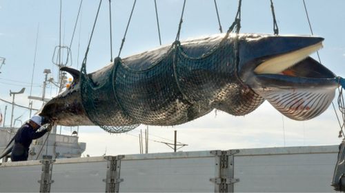 Japan says it intends to resume whale hunt this year