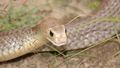 Brown snake April 20